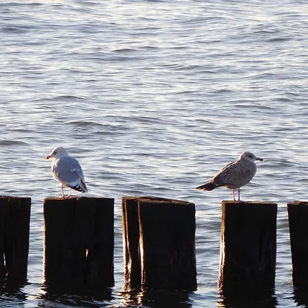 Iwan Objekt 26001 روستوك